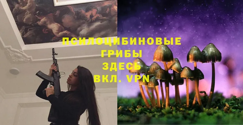 Псилоцибиновые грибы Psilocybe  Балей 